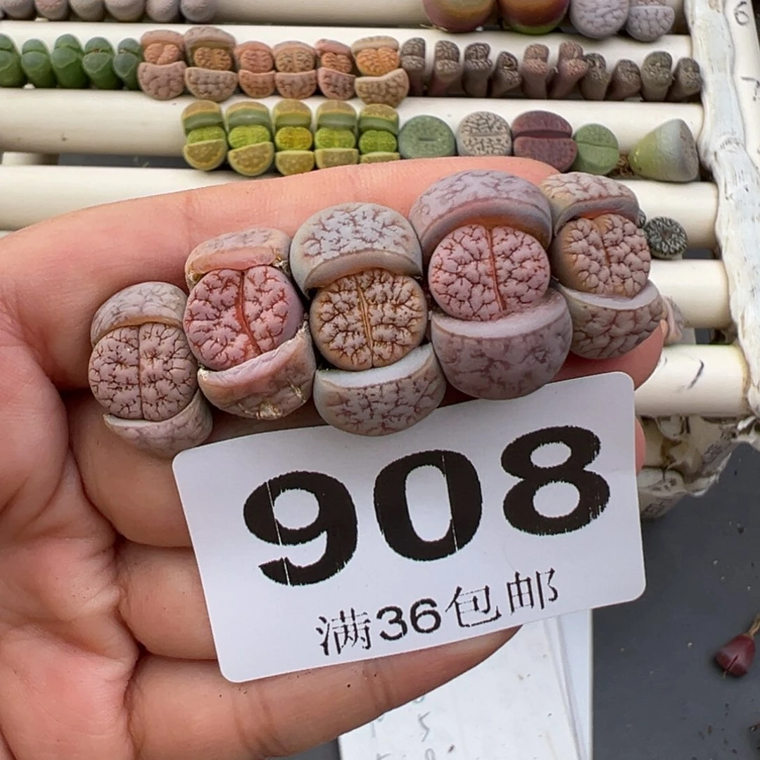 12.28好看的多肉脱土发货908