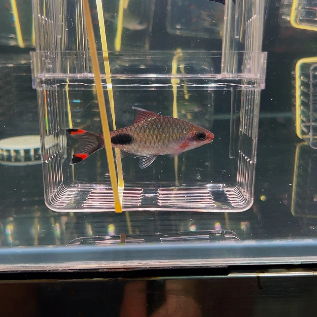 工具鱼黑影鱼鱼鱼鱼14