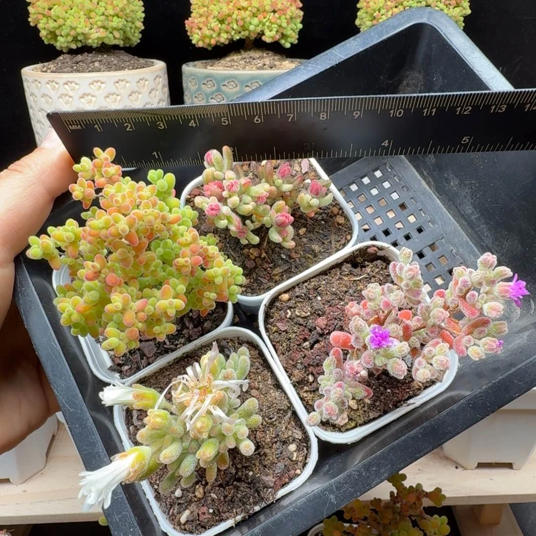 a97号新手福利一组四颗