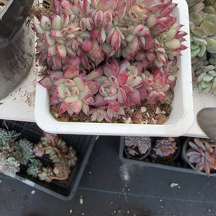 青蛙王子儿童牙膏套装。