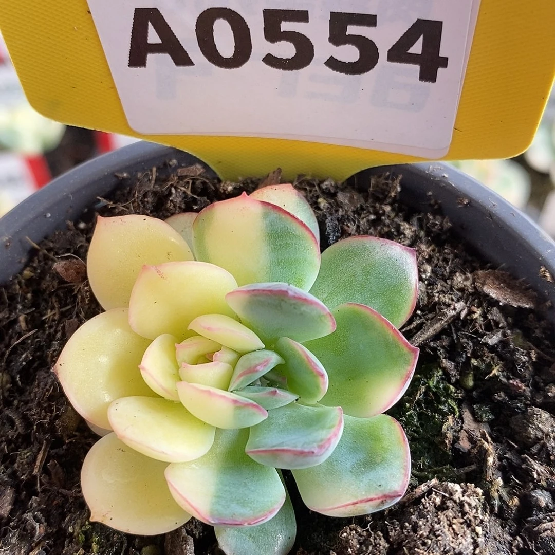 554雨燕座哈哈哈哈
