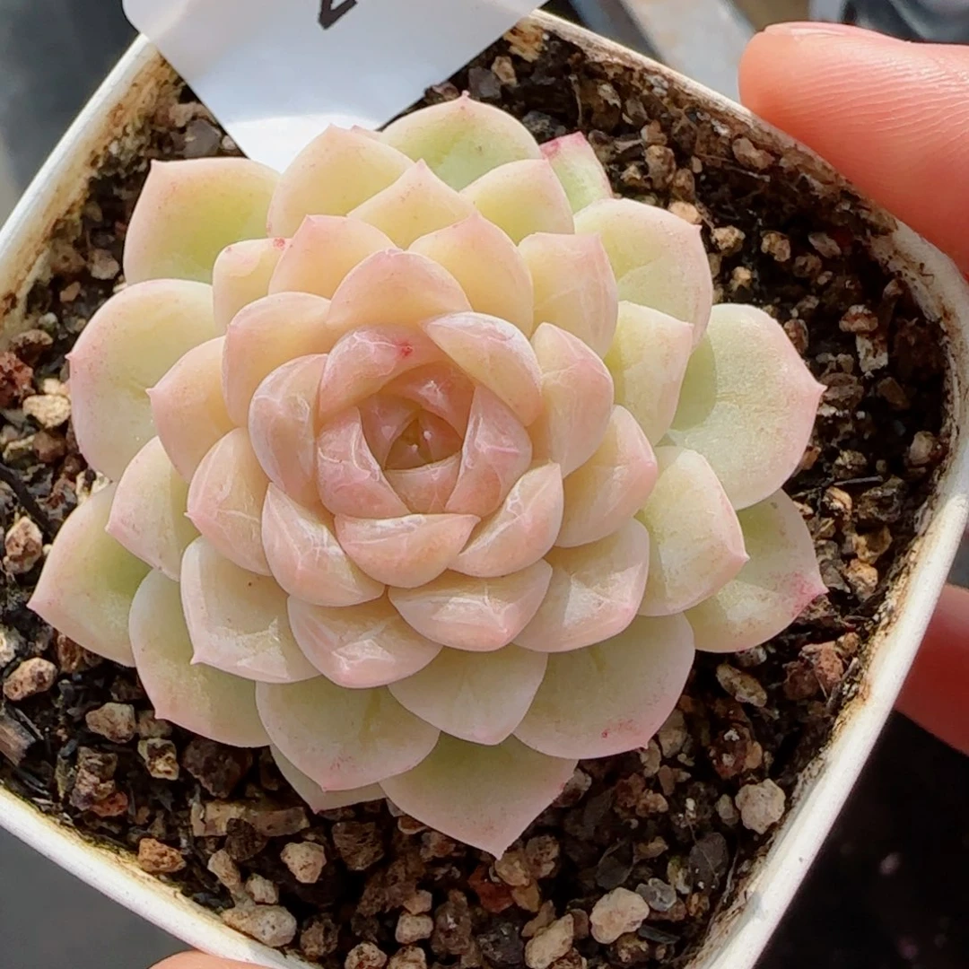 孤品珍妮，2334多肉植物