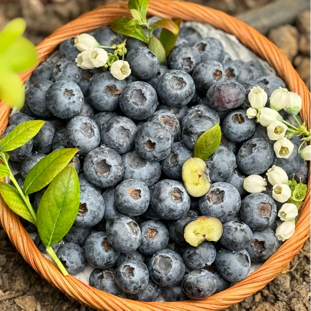 【赵老师专属】山东日照蓝莓无公害  新鲜脆甜 顺丰粉丝升级125g/盒