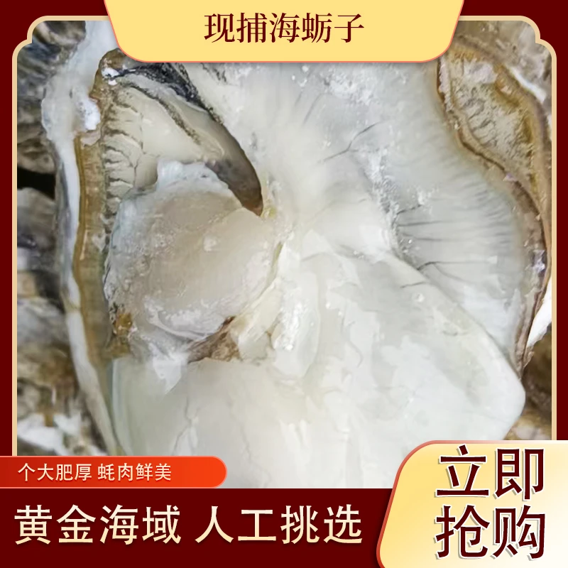 鲜活生蚝，每斤8元4斤起售