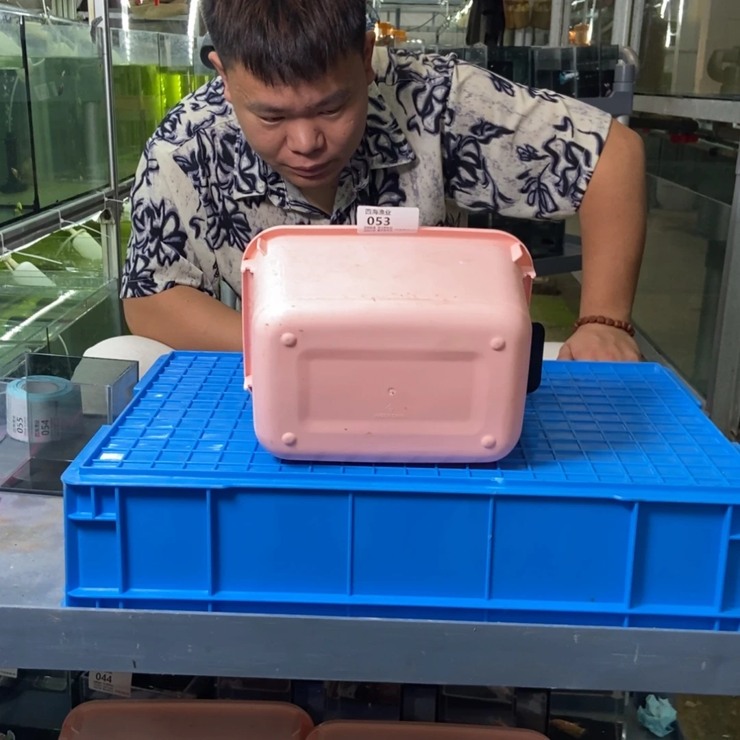 斗鱼包活不包损，所见即所得053