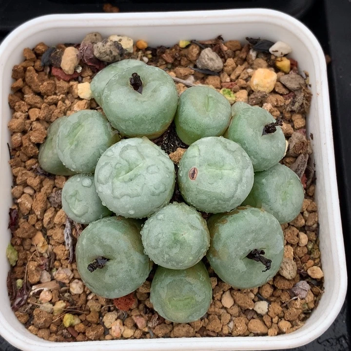 精品多肉植物中型红嘴15头