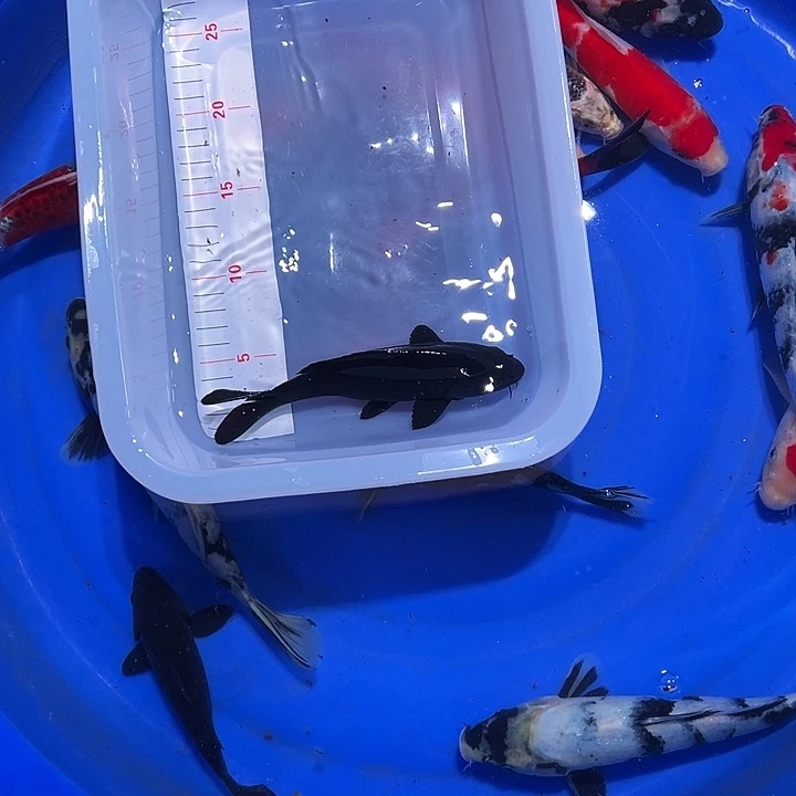 海水开叉掉林锦鲤