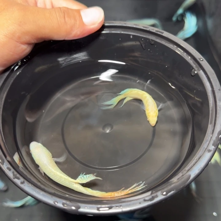 斗鱼直播间对图白蛇45