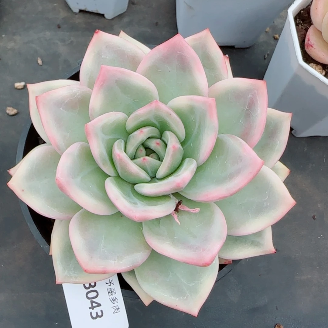 香槟锦，3043多肉植物