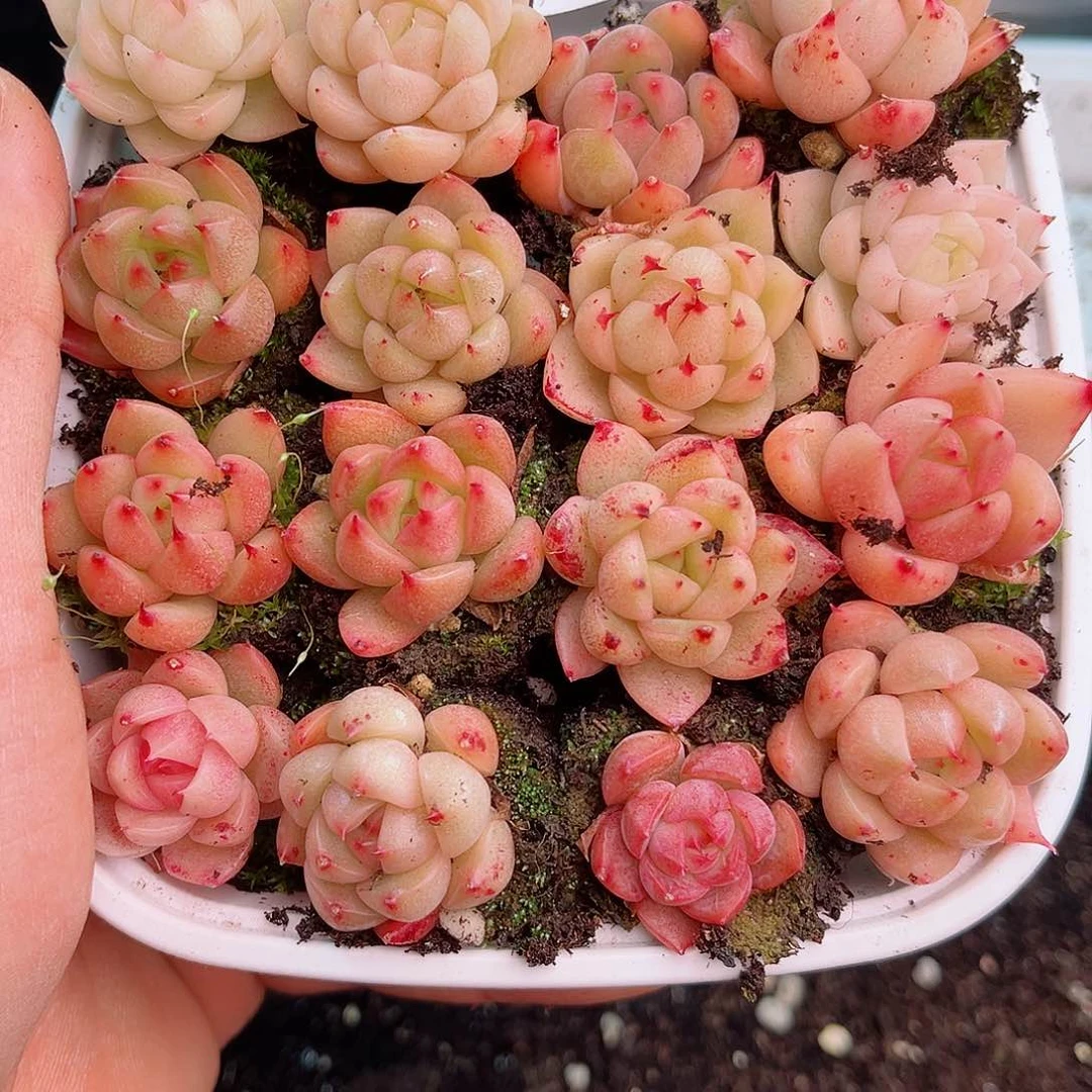 1-135 新疆西藏内蒙不发12.8包邮