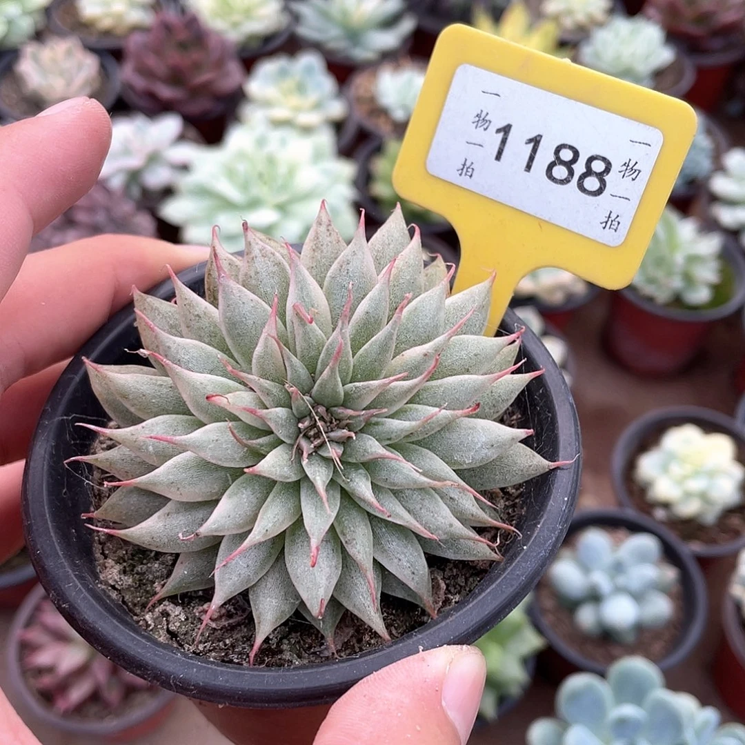 冰***冰1188号多肉植物盆栽