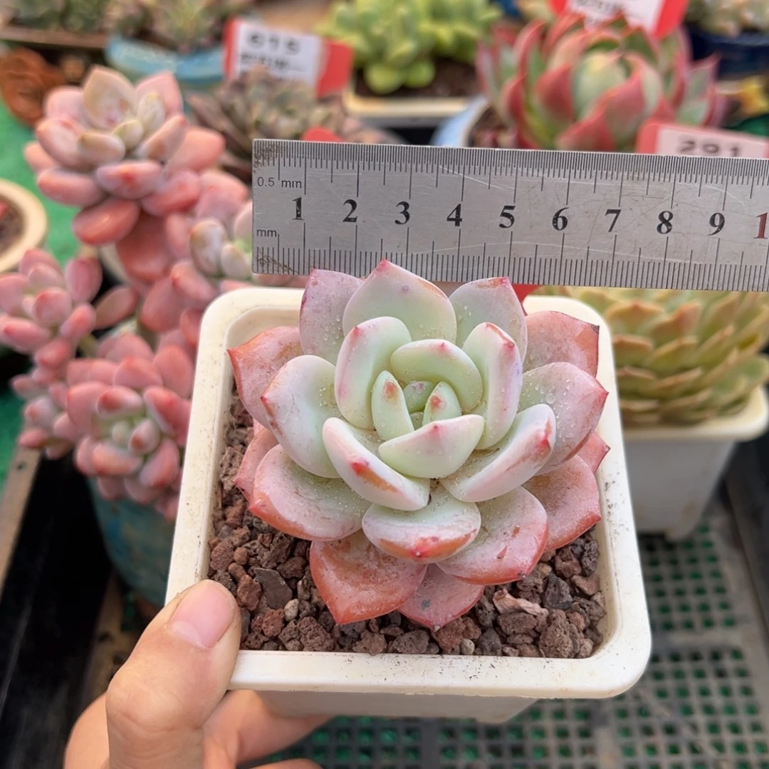 表妹精品多肉植物551.