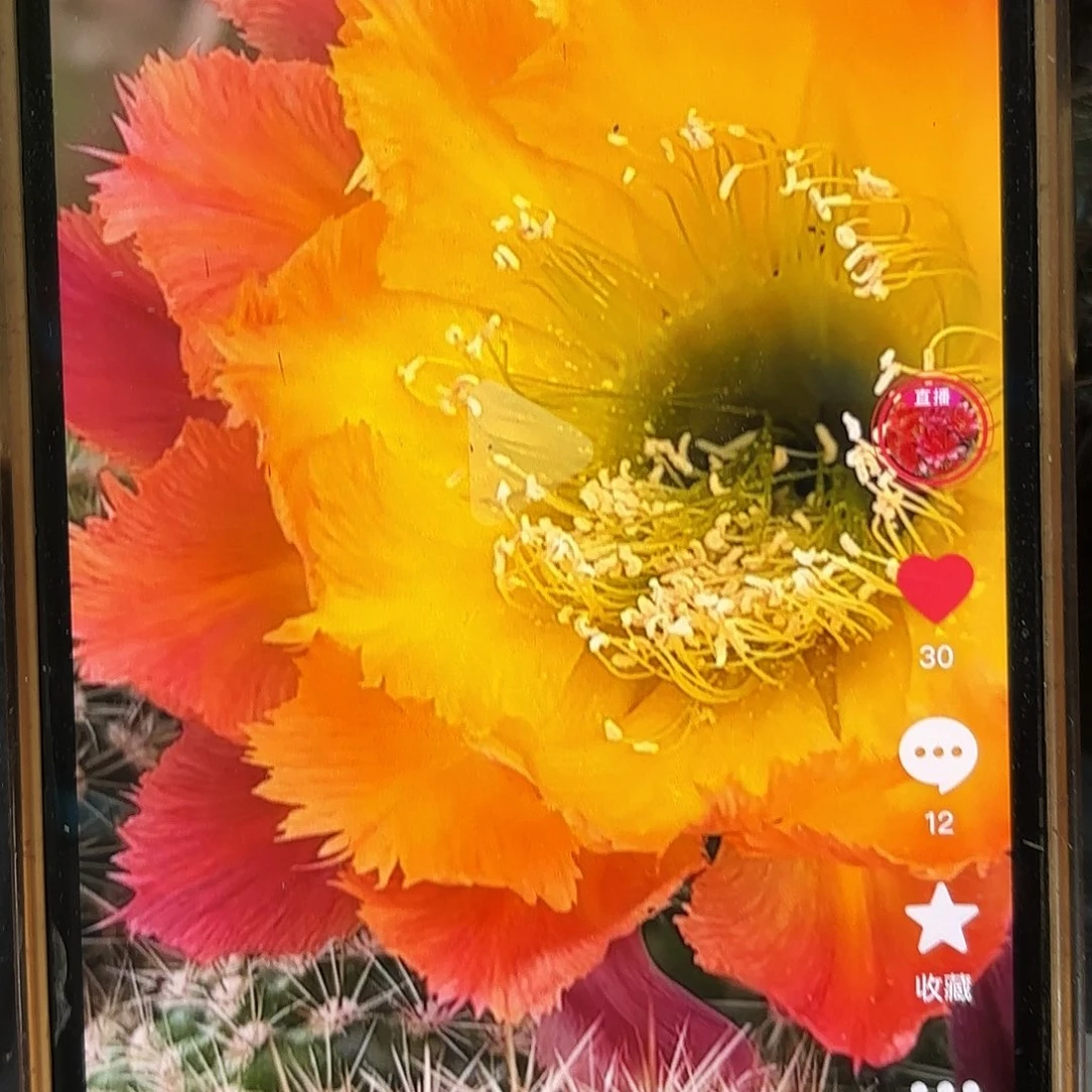 绣球彩侧牙20包邮11