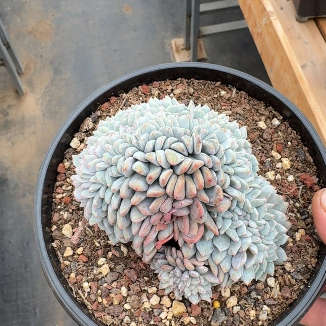 12厘米的尺寸一物一拍的