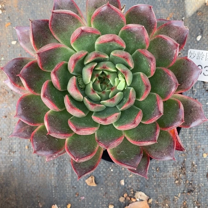 1033杂交老桩基地～14厘米