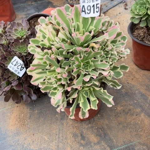 915白凤不包断枝