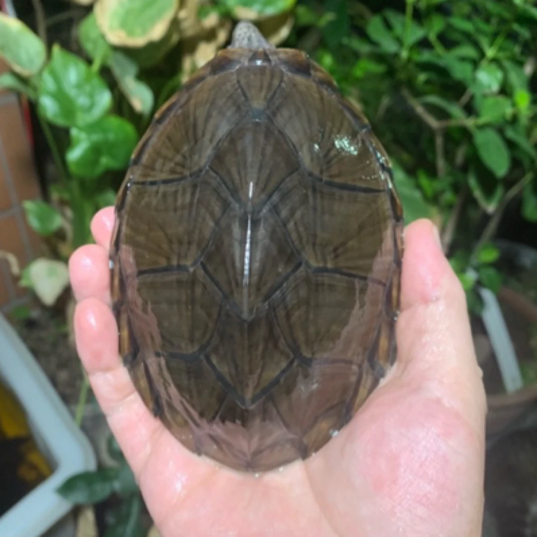 食草龟观赏龟链接