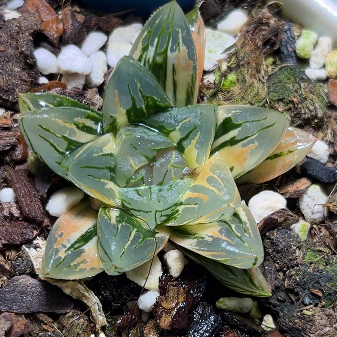 恭喜发财大吉大利984