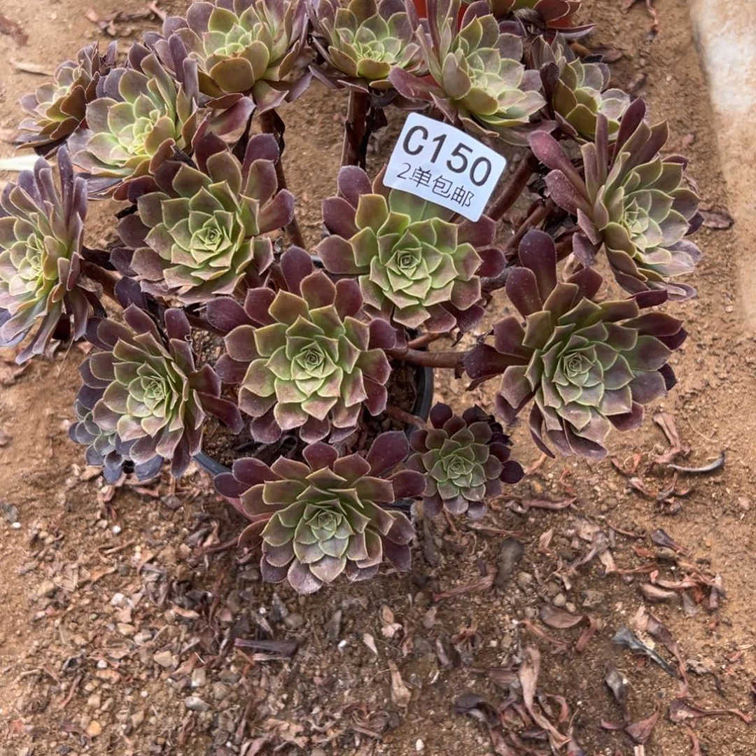 150多肉 黑瞳 不包断头