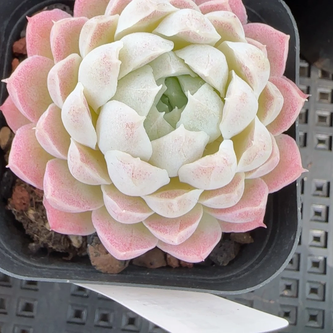 花语逸境0223-177