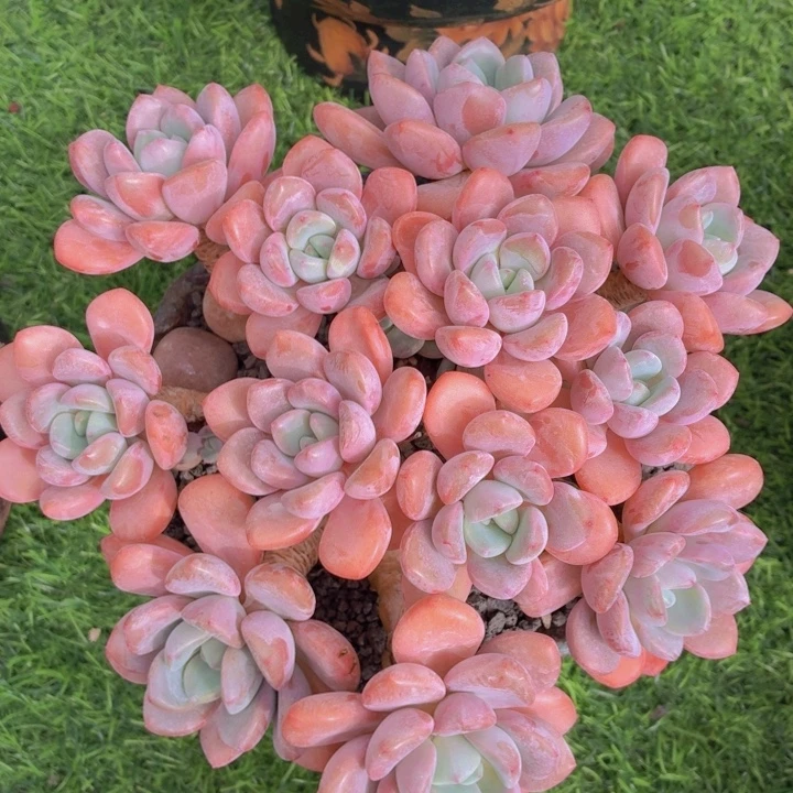 玫瑰型多肉白鹭-4