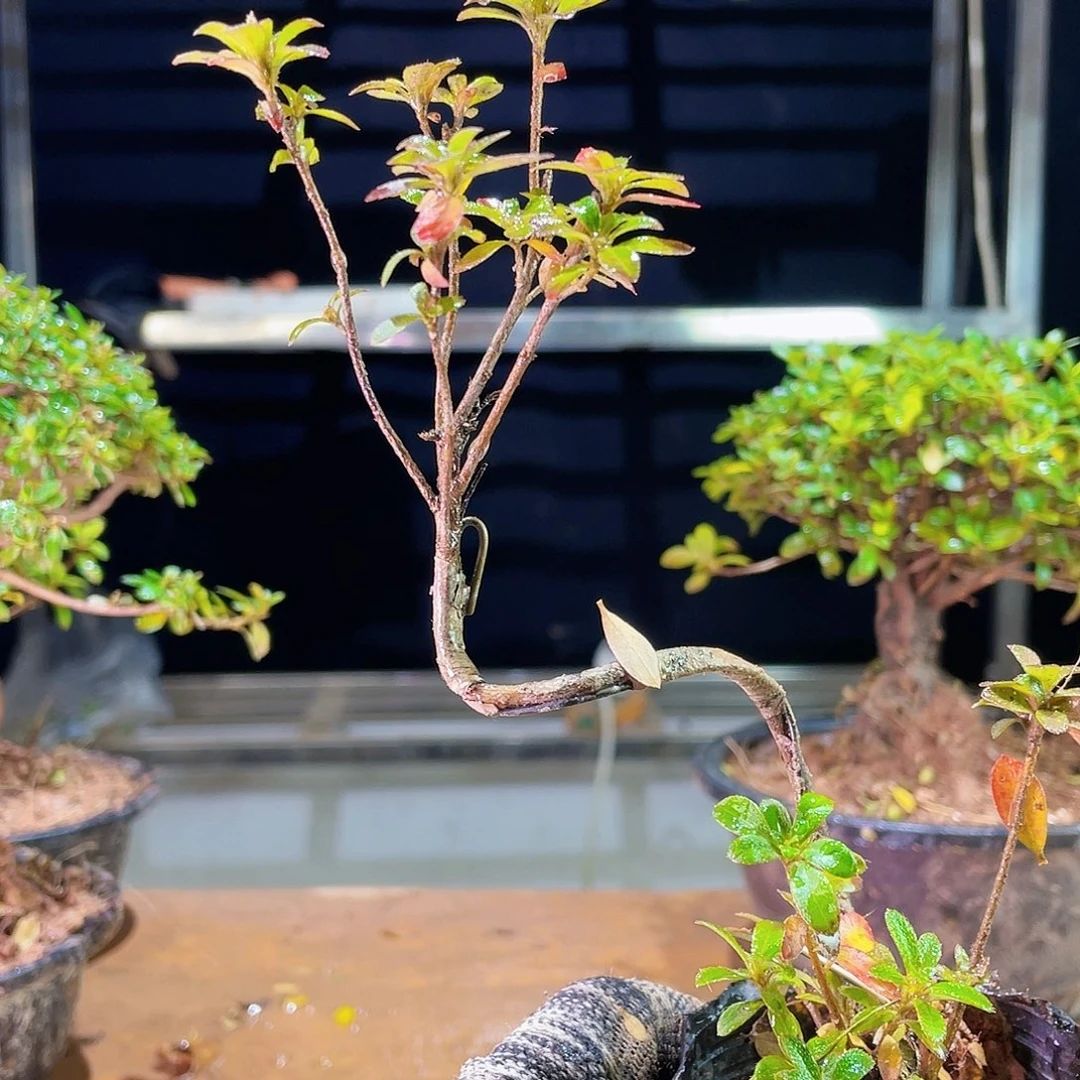 宇****播你们，我的确是个很喜欢的