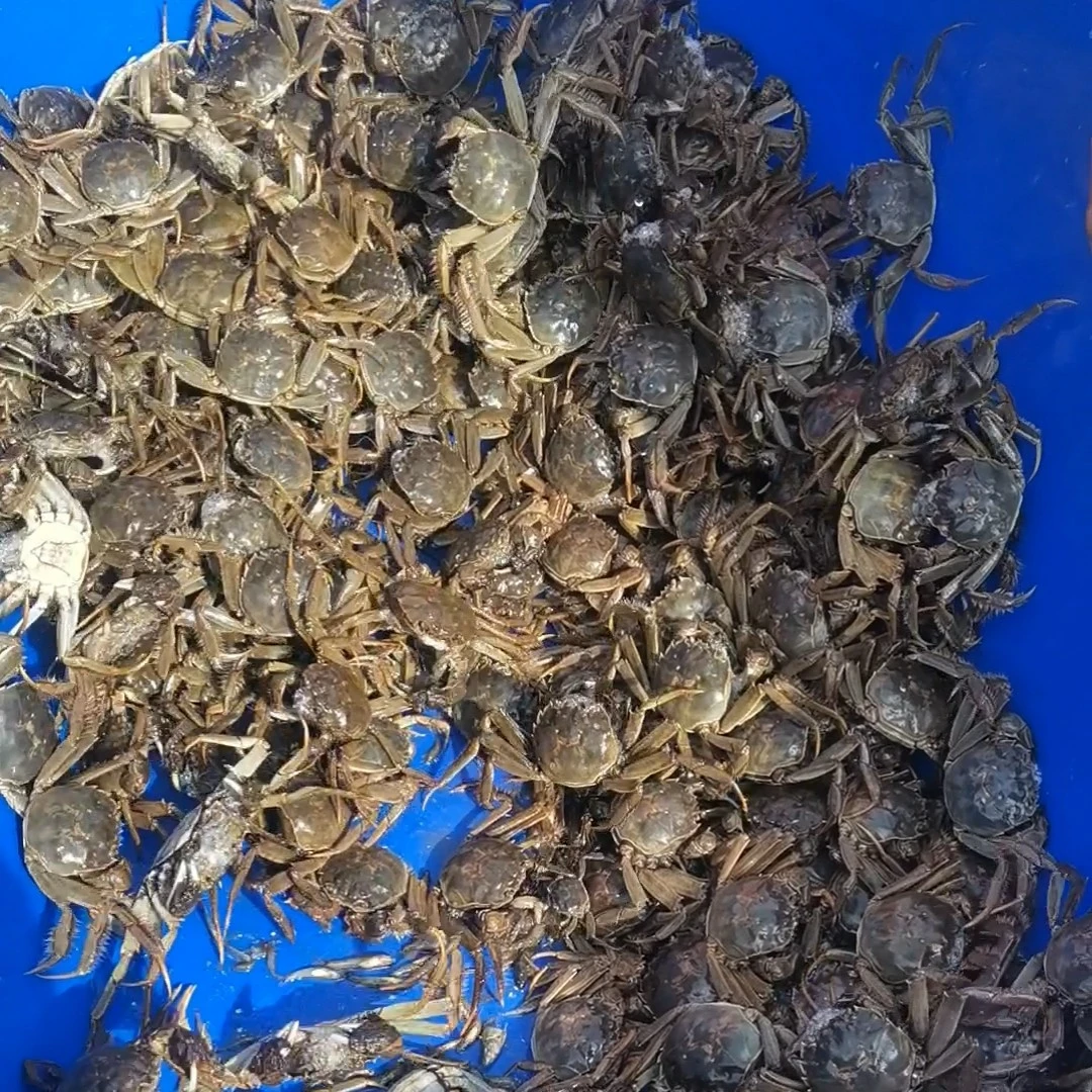 螃蟹，1-1.5两，公母混装，40-45只，5斤福利，1小时左右送到家