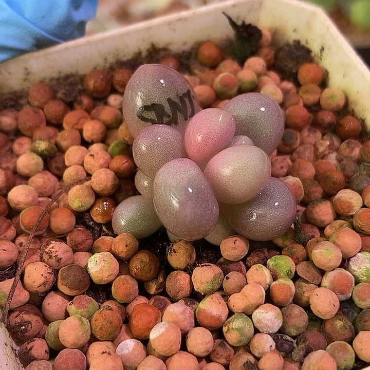 手指奶酪锦多肉植物