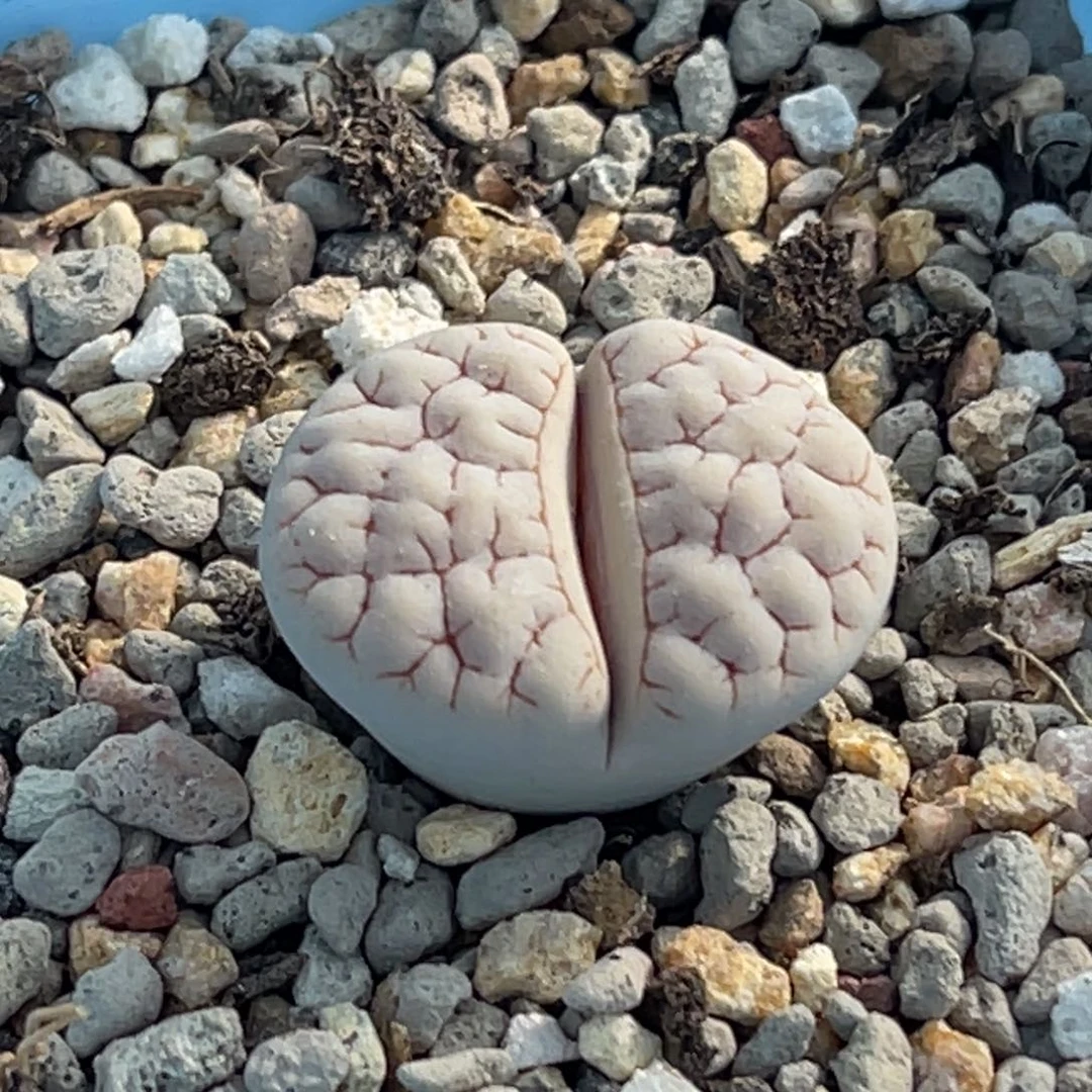 2762红纹蛙哥189一颗