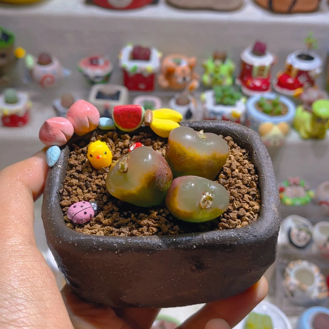 L****.L宝专属折扣链接拍拍