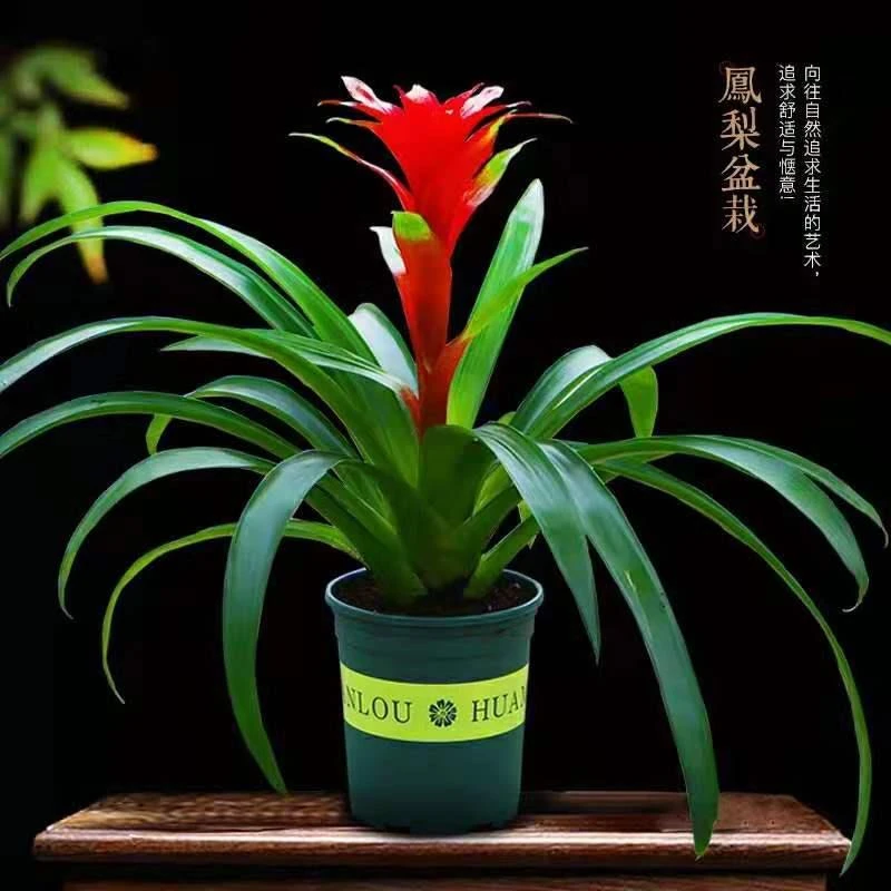 大红心盆栽鸿运当头绿植花卉凤梨菠萝花室内客厅盆景花苗净化空气