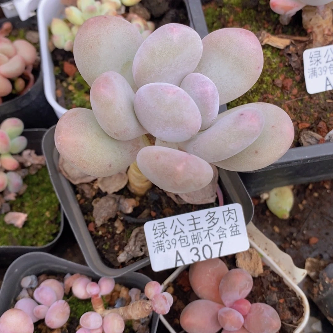蛋黄奶单头307多肉植物