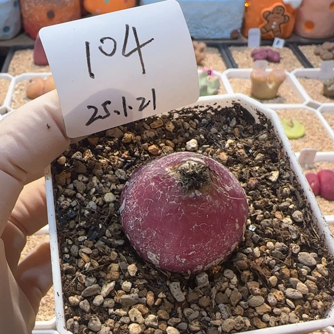 K多肉多肉多肉1.21-104