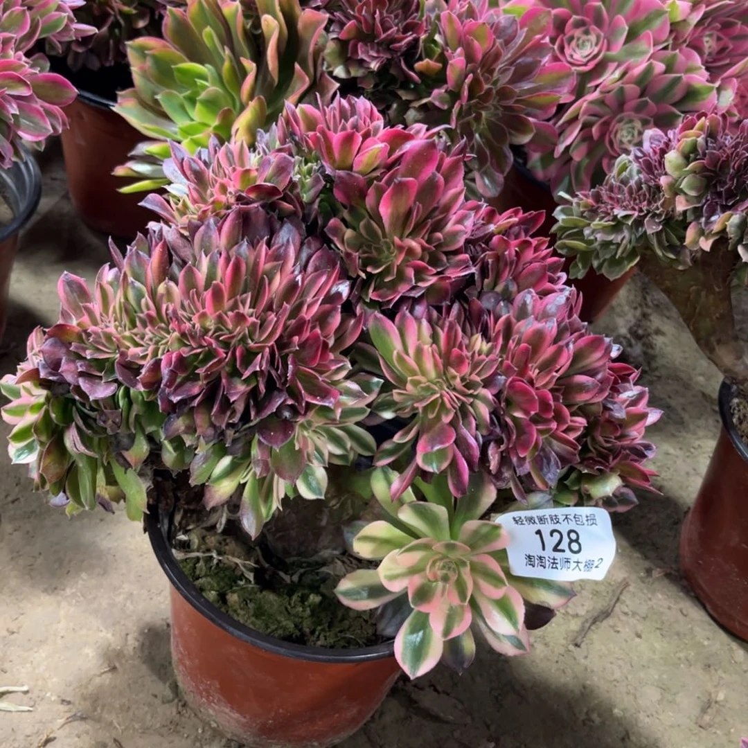 128雅典娜缀化多肉植物法师