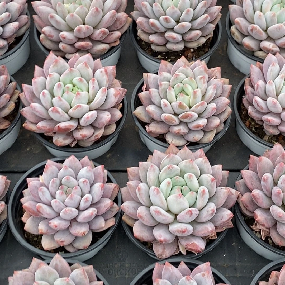 112半夏单头，多肉植物