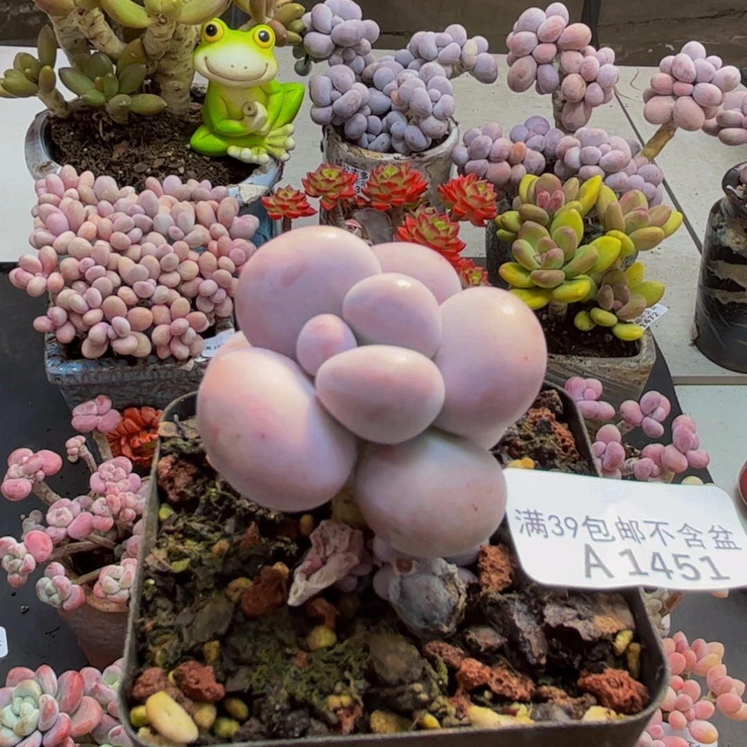 451/3cm芭比奶酪多肉