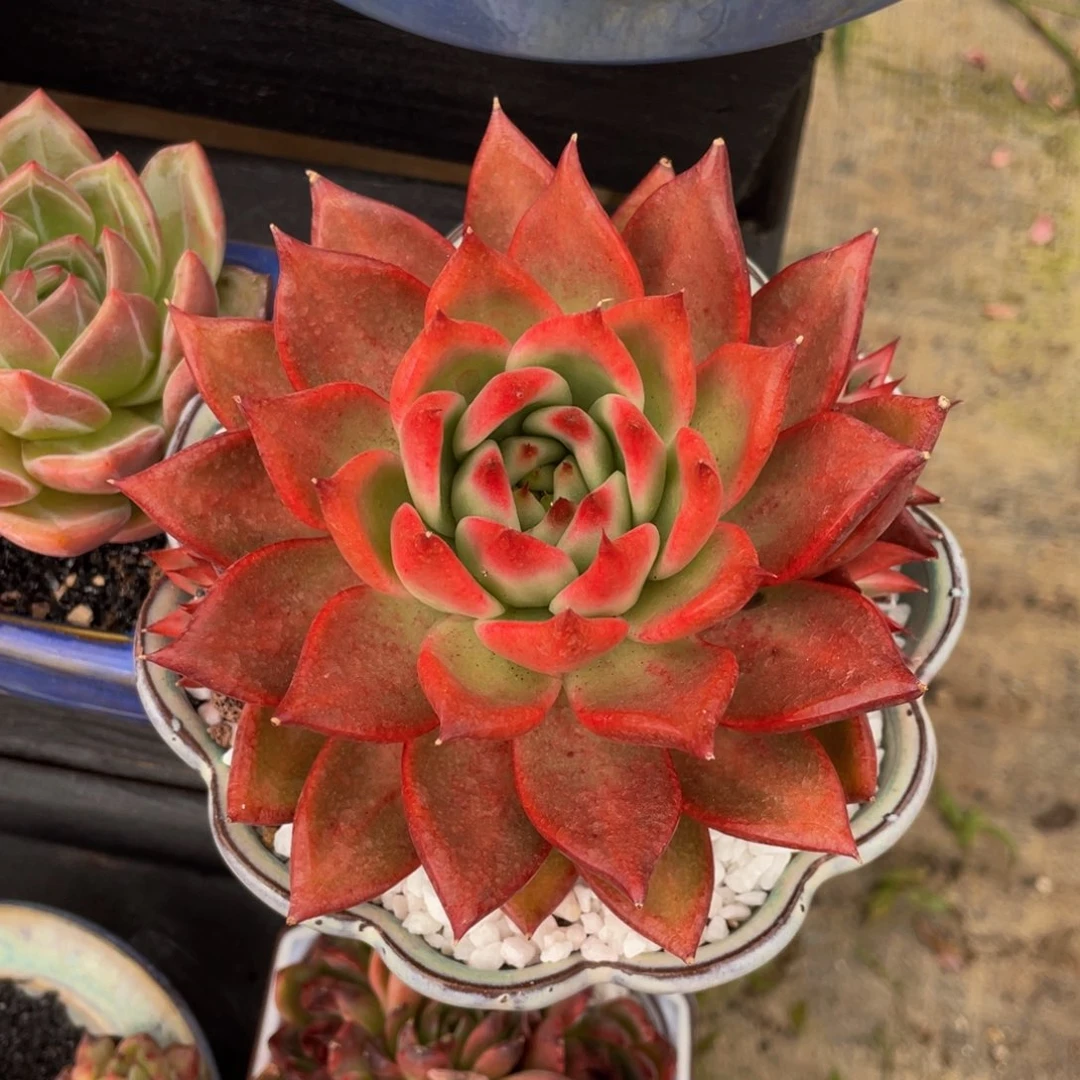 弗兰克多肉植物盆栽多肉