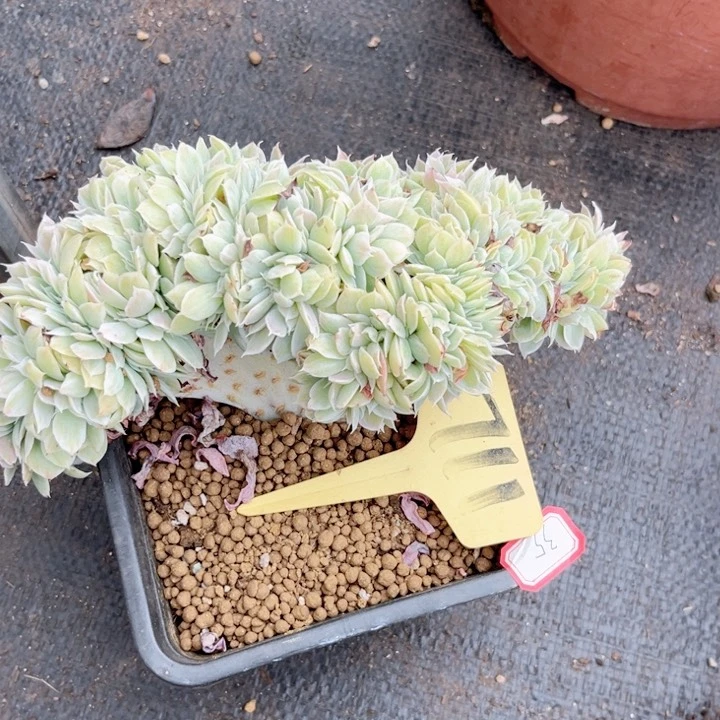 晨语多肉一物一拍35