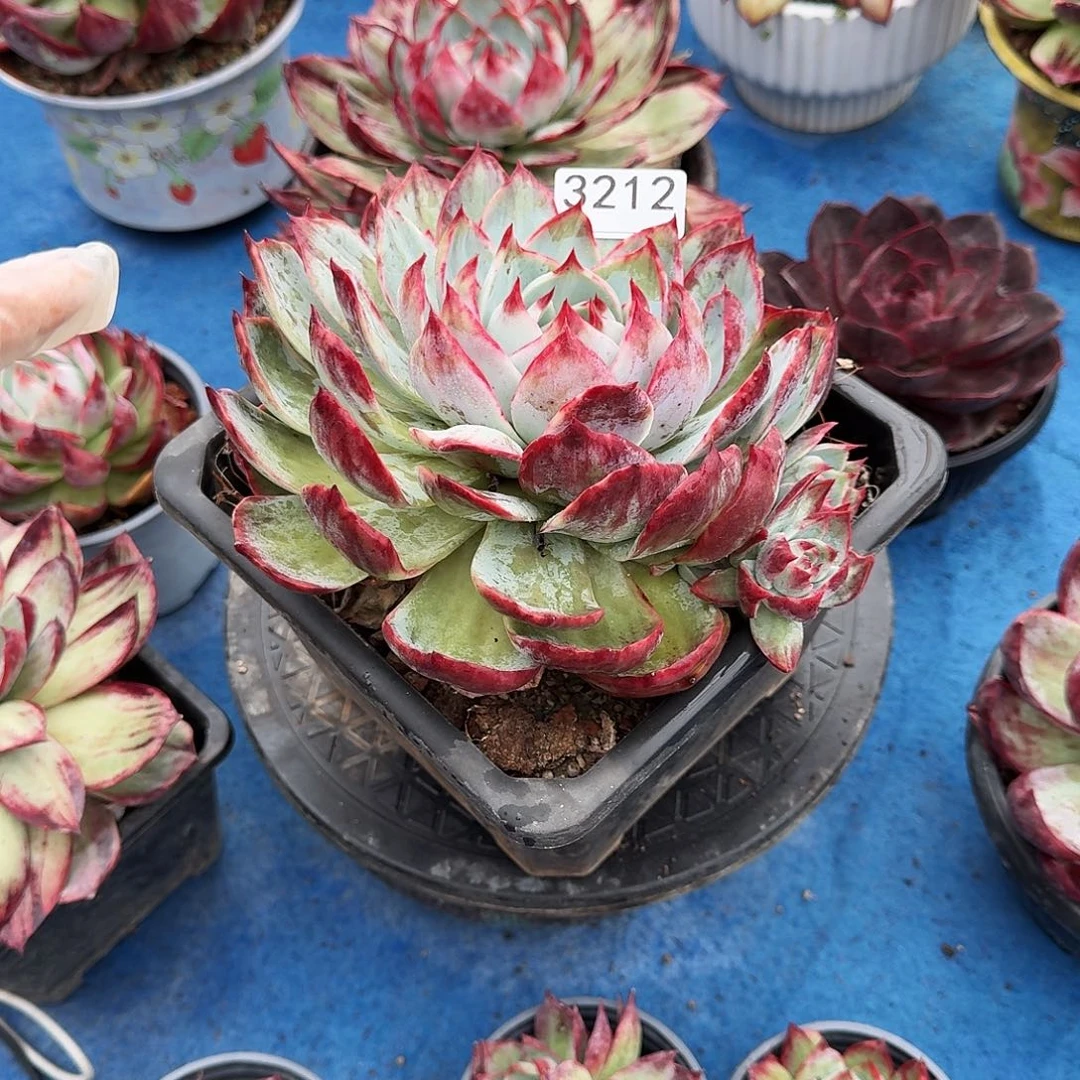 惊鸿仙子 3212........