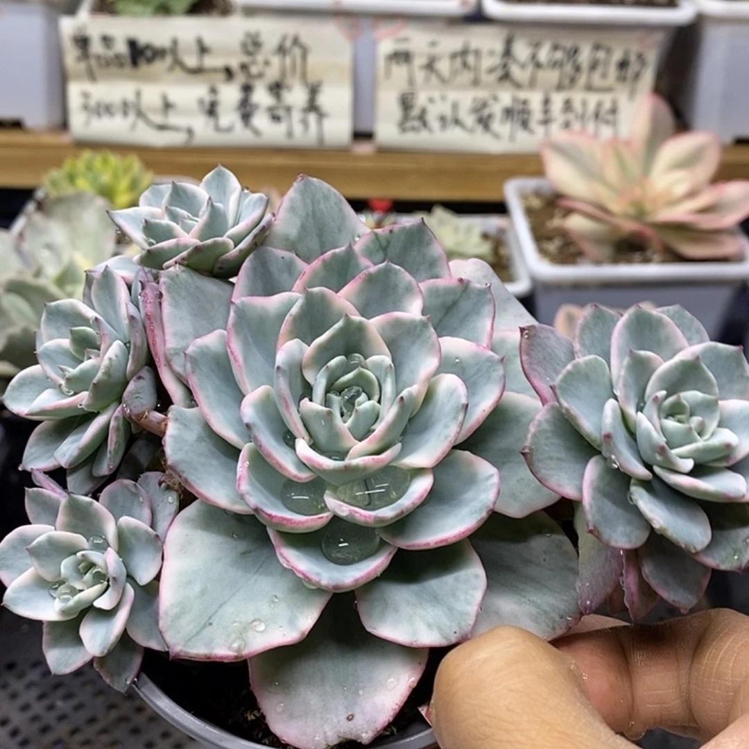 04129 奶油黄桃 5 头自然群