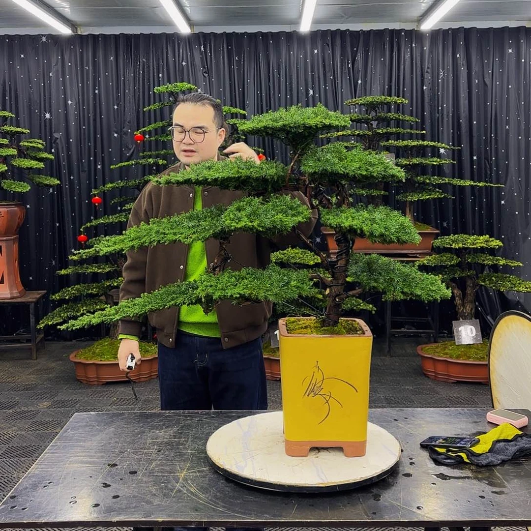 龙爪松高端造型盆景