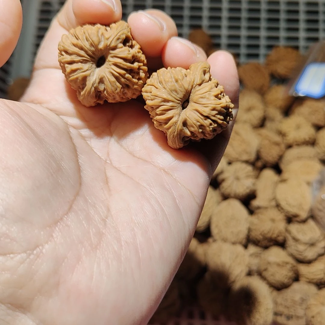 老***头一物一图南疆石狮子头