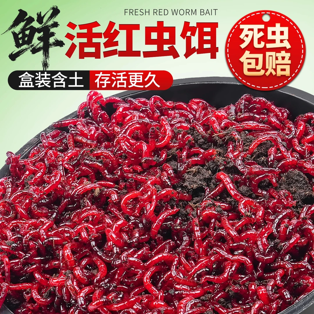 【拉饵中小号】净虫不带土/拉饵肉夹馍