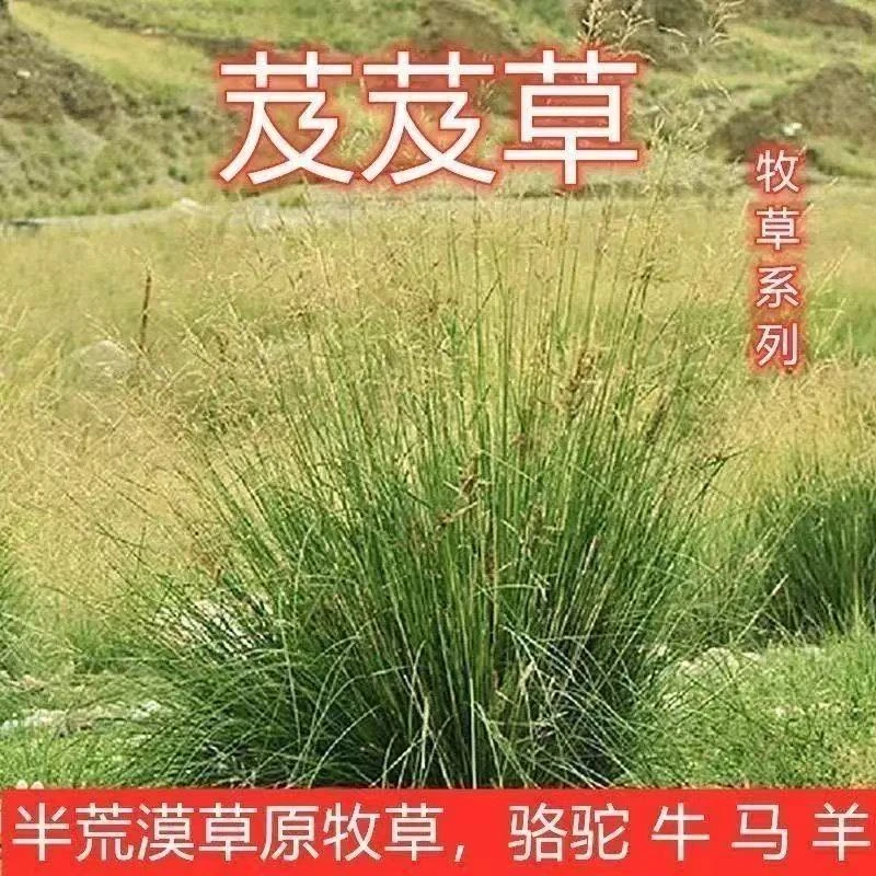 芨芨草种子芨芨草优质牧草水草绿化耐旱防风固沙量大从优