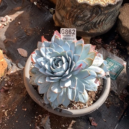 粉蓝鸟杂雪莲862 全场亏本处理默认微瑕7-8天发货