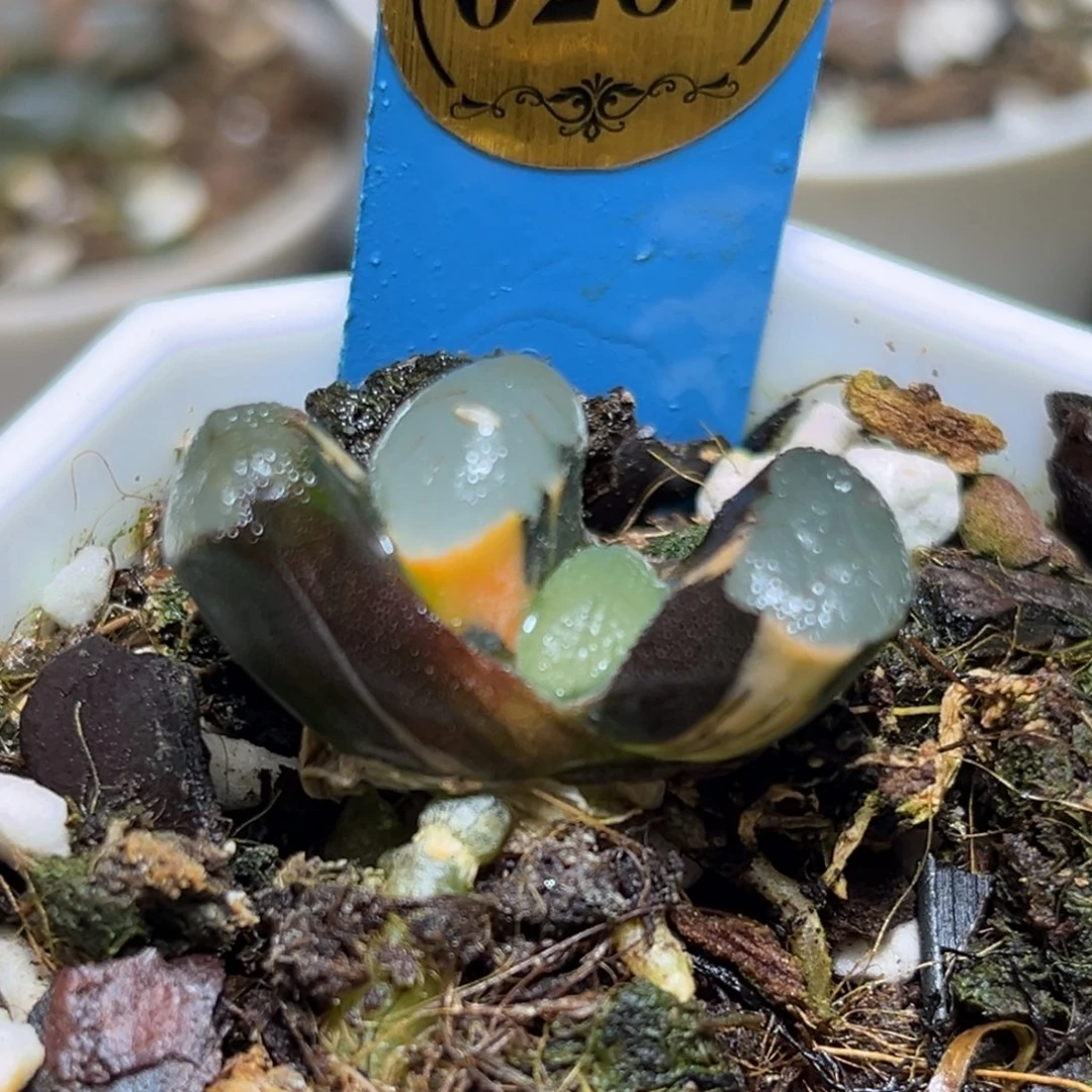 恭喜发财大吉大利0284