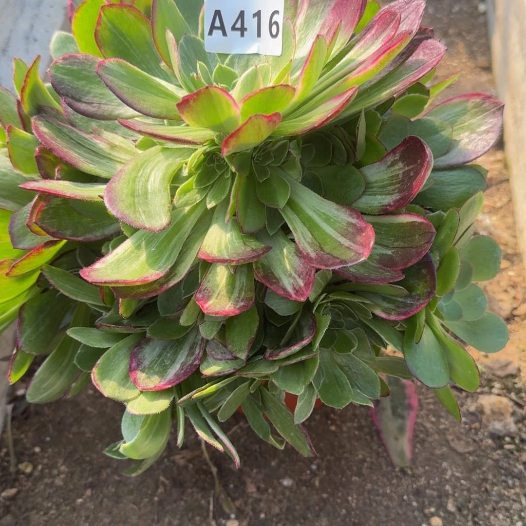 母****姐416万花筒多肉植物