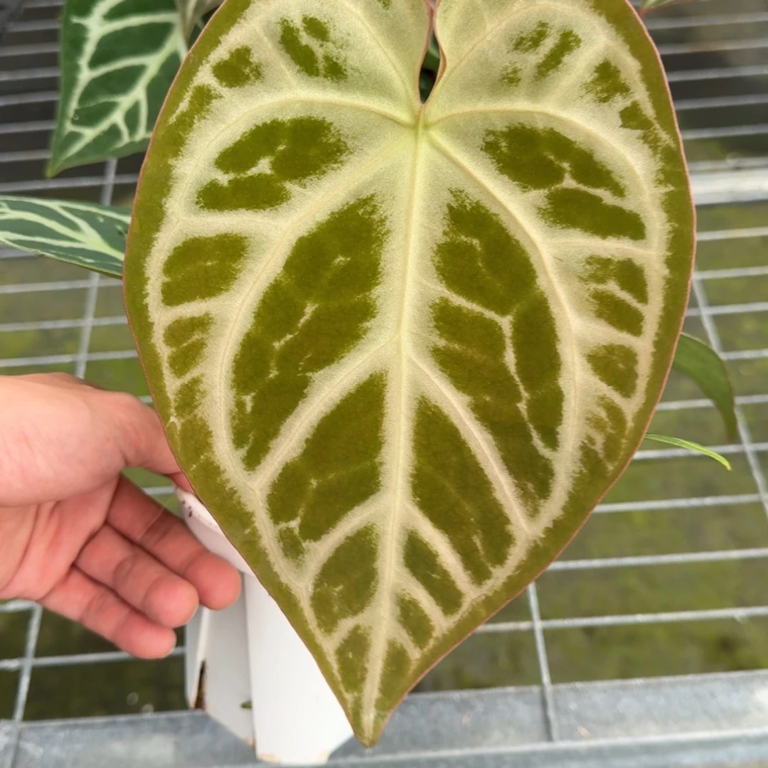 不开花植物SKG 银F2