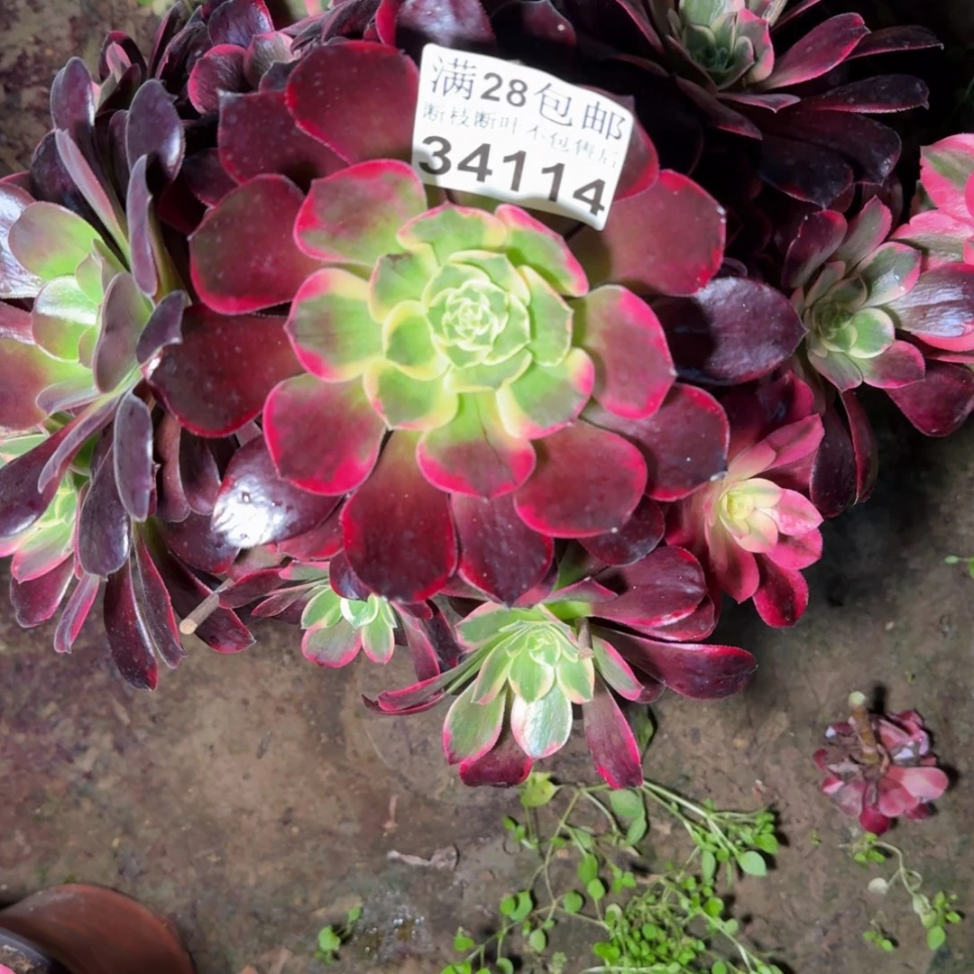 34114金丝多肉植物