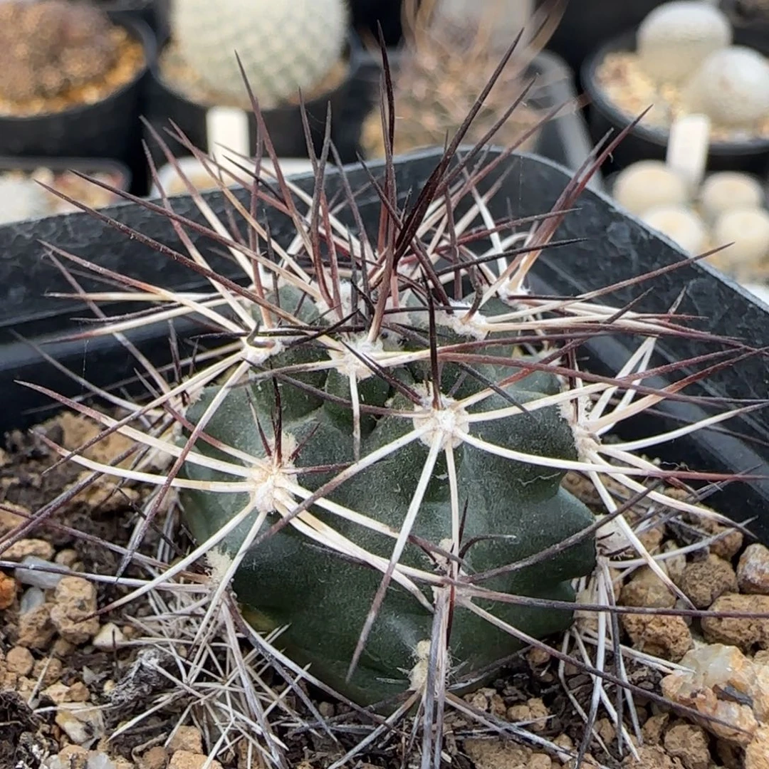 09实生达氏青花虾多肉